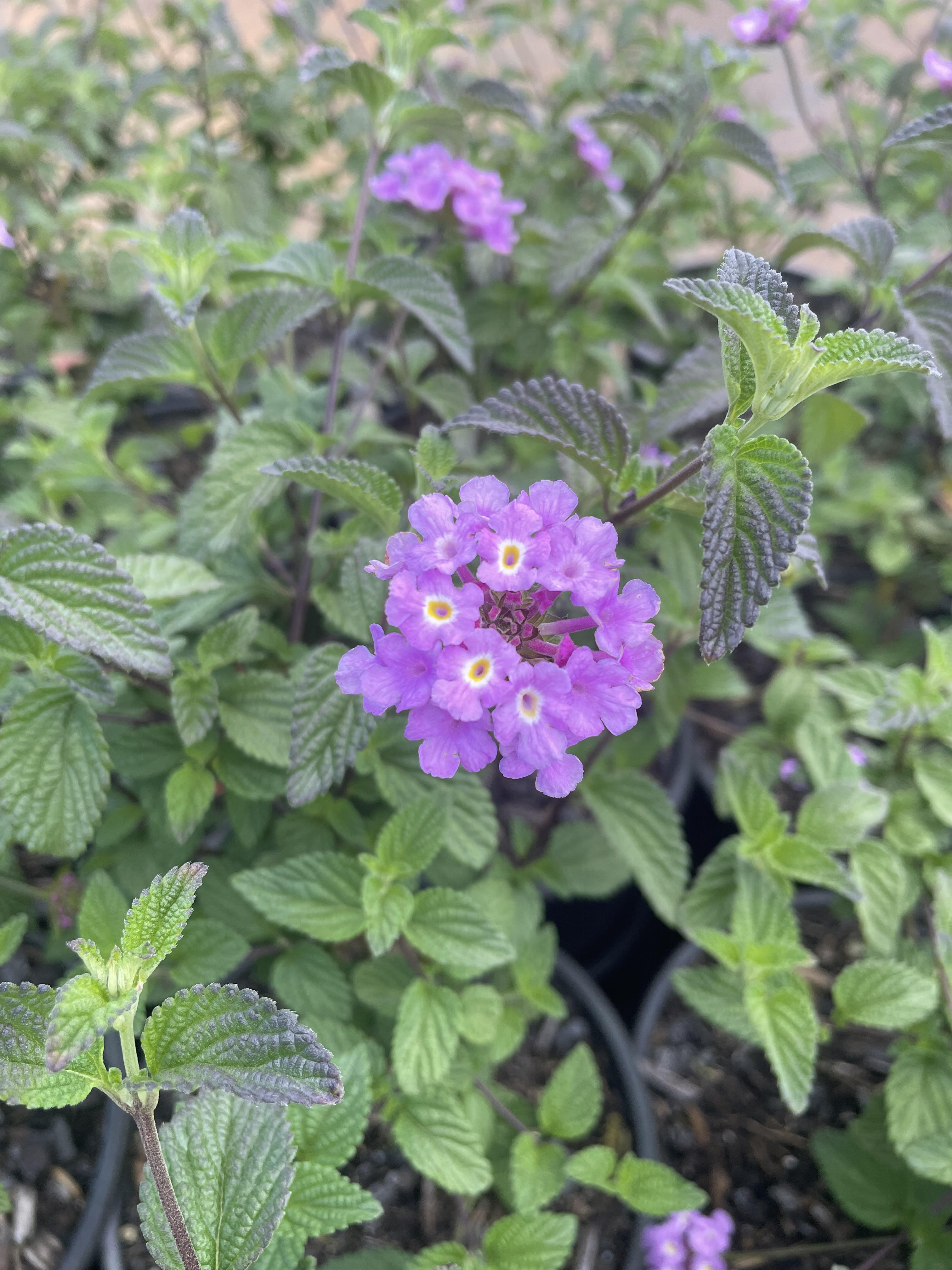 Plant Availability Ardmore Nurseries